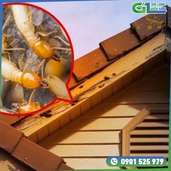 Dịch Vụ Diệt Mối Quận 10 | Hiệu quả và an toàn Dịch Vụ Diệt Mối Quận 10 | Hiệu quả và an toàn