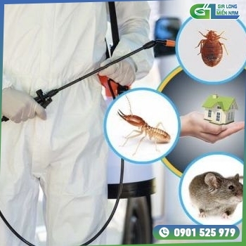 Dịch Vụ Diệt Mối Tại Tây Ninh | Chất Lượng - Hiệu Quả Cao